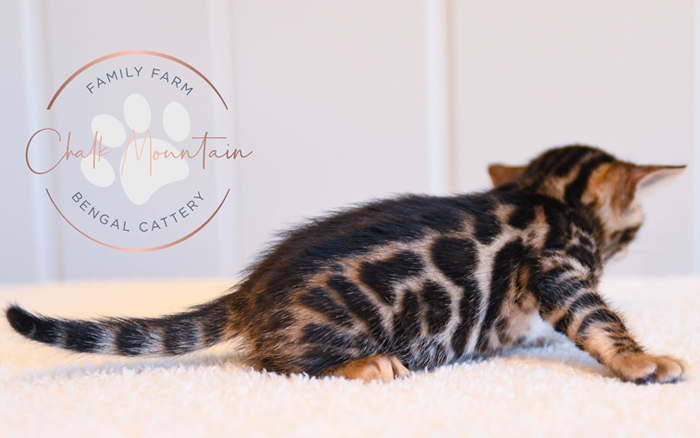 Bengal kitten for sale